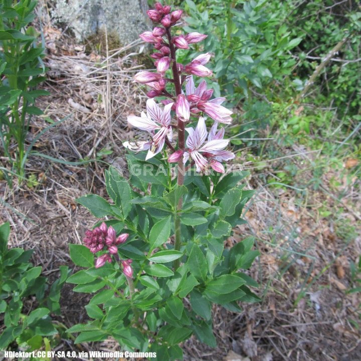 Fraxinelle, Dictamnus albus image